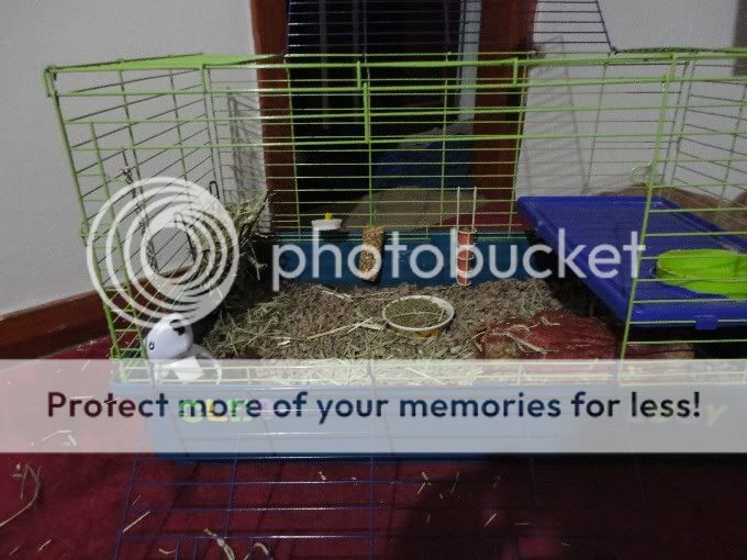 guineapigcageredecorated-1.jpg