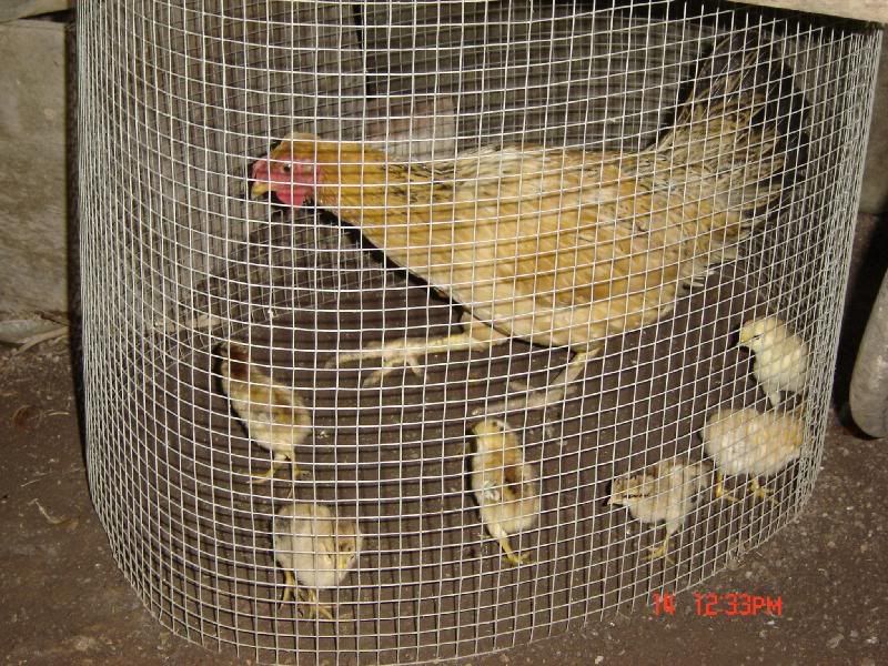 WasabihenwithchicksHokkaido.jpg