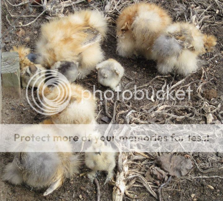silkies2.jpg