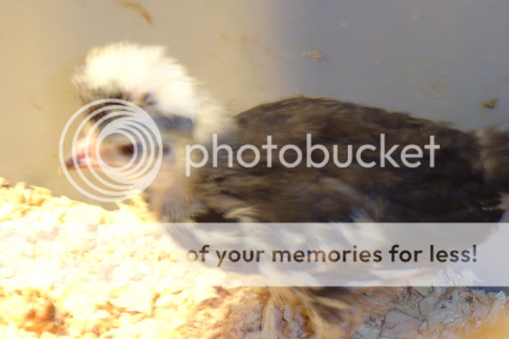 chicken096.jpg