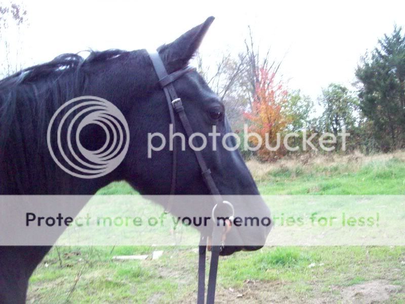 horses062.jpg