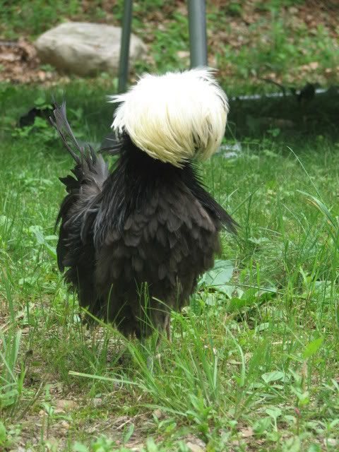 silkies134.jpg