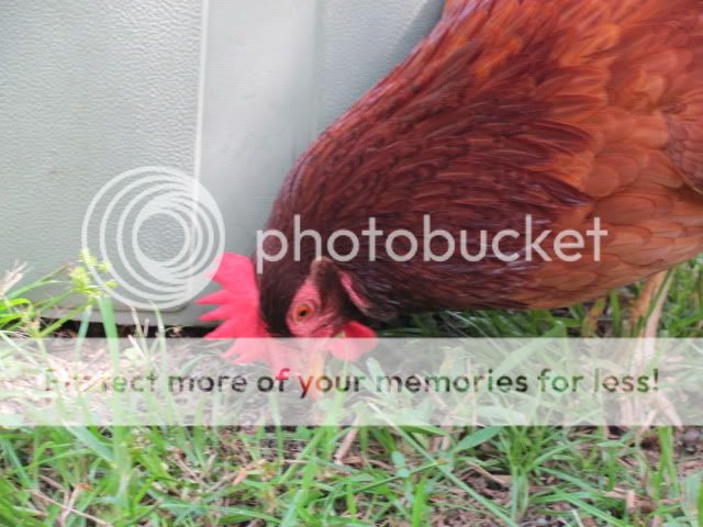 Chickenupdate016.jpg