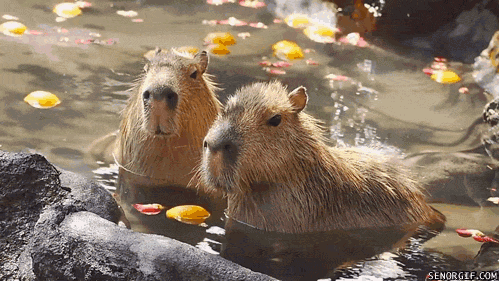 tumblr_m08subbiMg1qa9omho1_500.gif