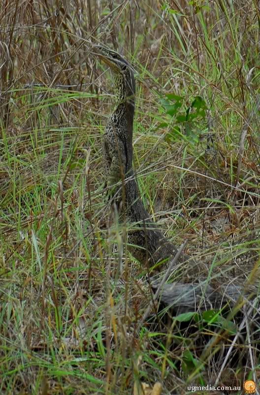 verticalvaranid.jpg