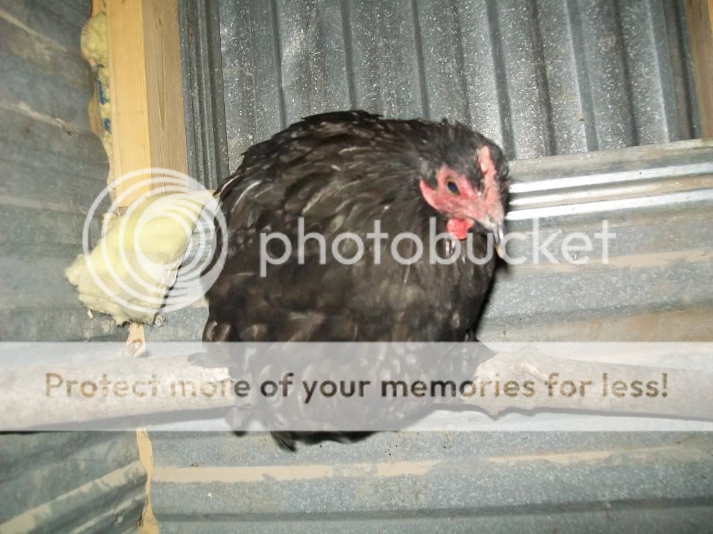 ChickPicks038.jpg