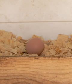 egg1004.jpg