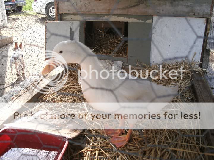 ducky.jpg