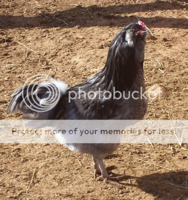 b20081213_Barn_Chicks_Ameracauna_Ro.jpg