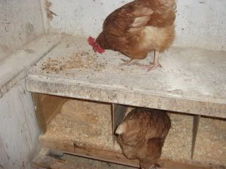 DSCF0343.jpg
