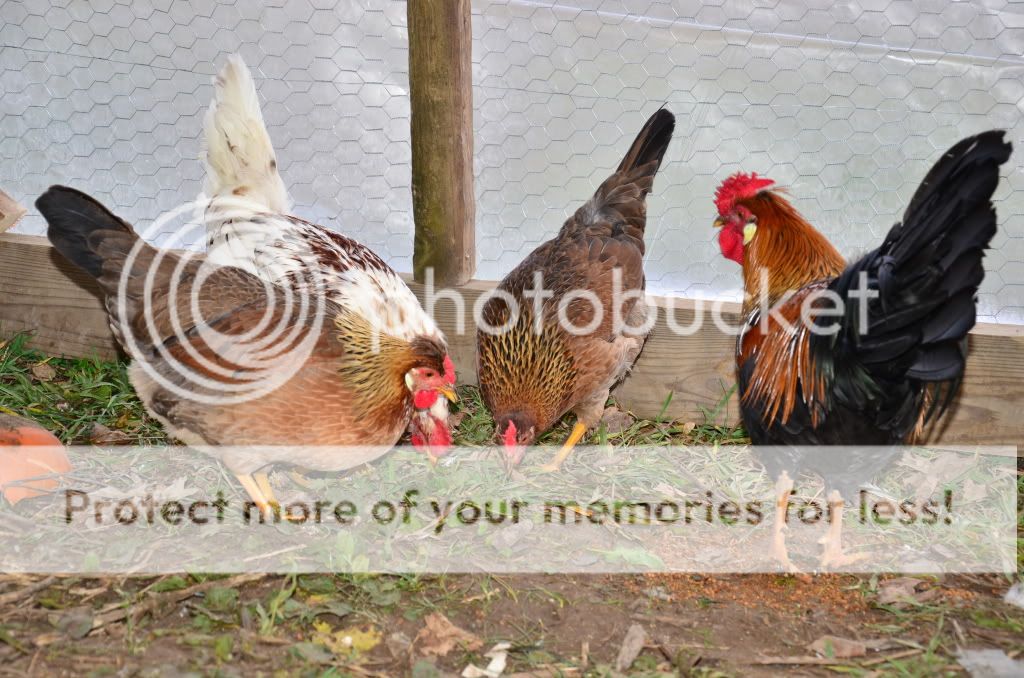 chickens3061.jpg
