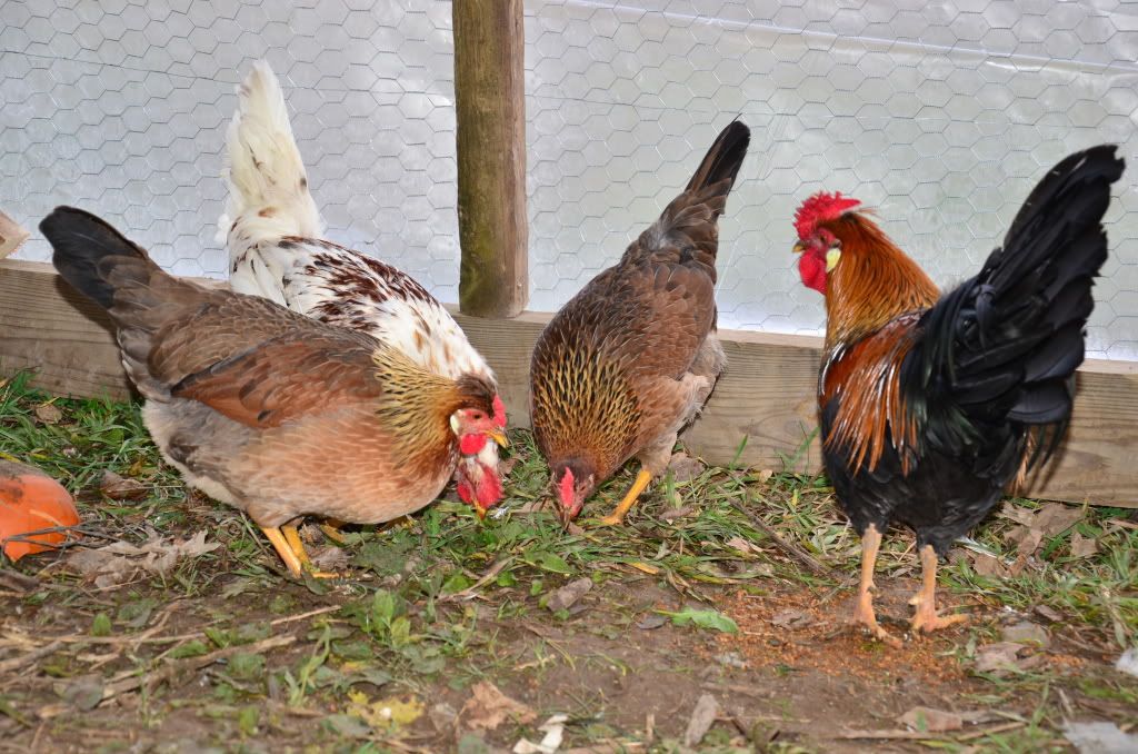 chickens3061.jpg