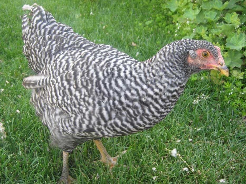 pepper_front.jpg