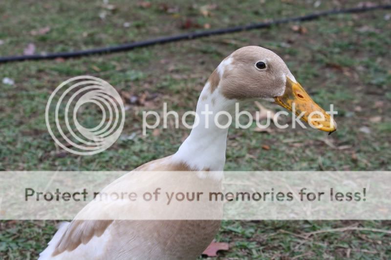 ducks010.jpg