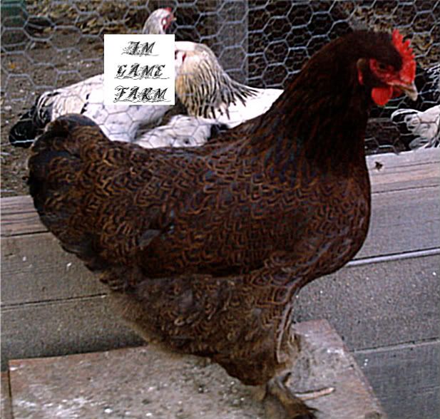 4SALE134.jpg