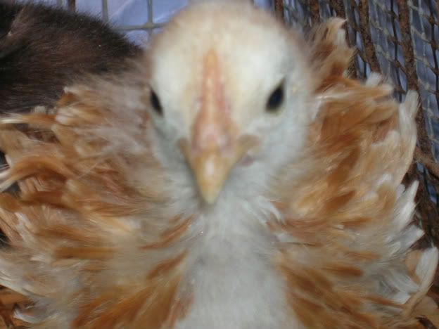 Frizzle-chick3.jpg
