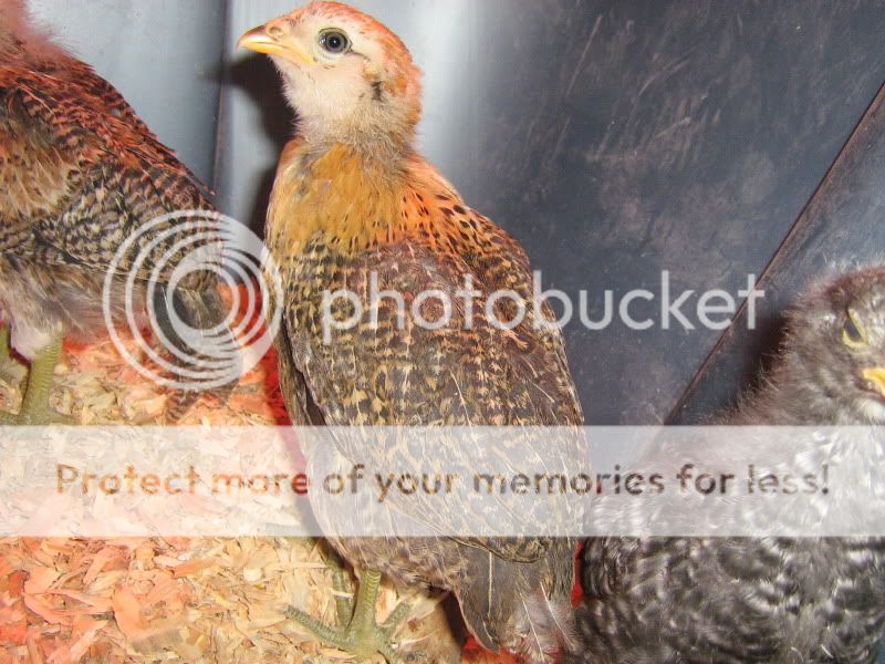 SFandChicks044.jpg