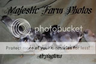 FirstIncubation09013.jpg