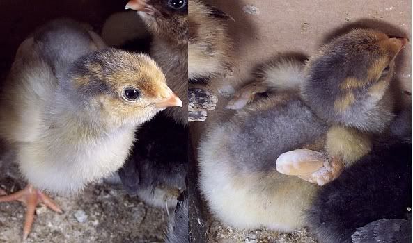 palechick.jpg