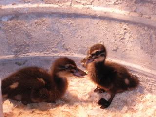 DSCF1138.jpg
