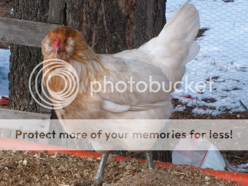 chickens004.jpg