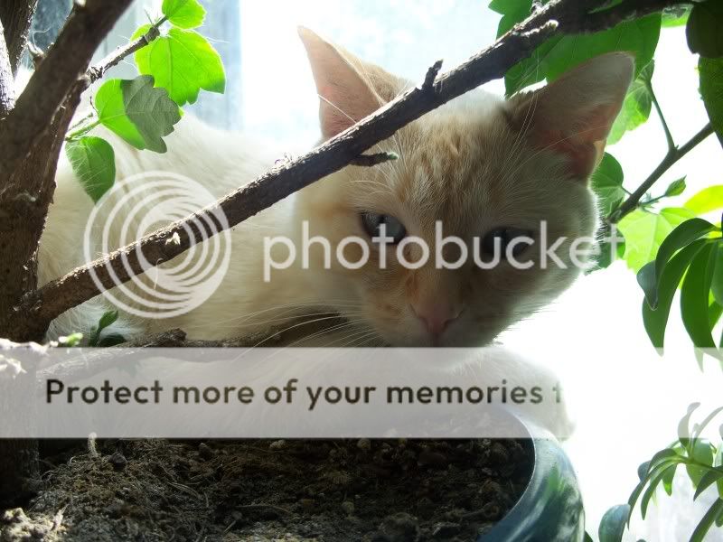 KittiesApril009.jpg
