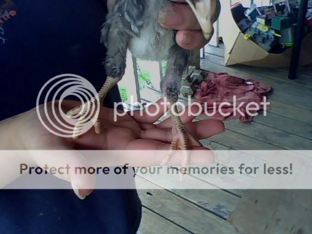 Chick002.jpg