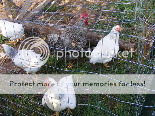 Coop-fence006.jpg