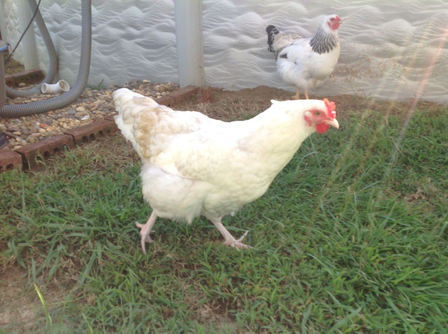200x200px-ZC-5680d5f6_image.jpeg