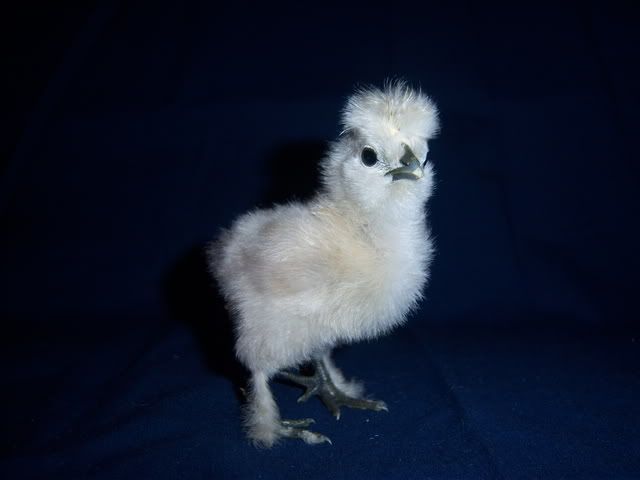 silkies020.jpg