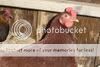 chicken007.jpg