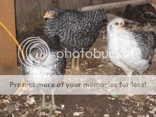 IMG_0894.jpg