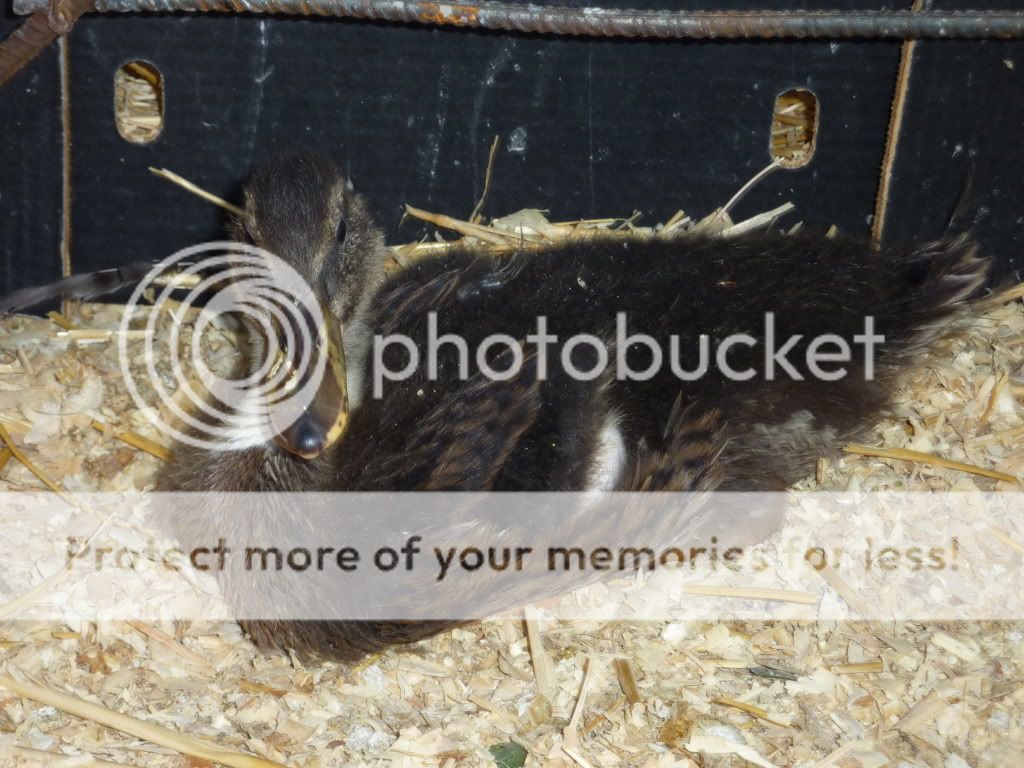 chickenhouse021.jpg