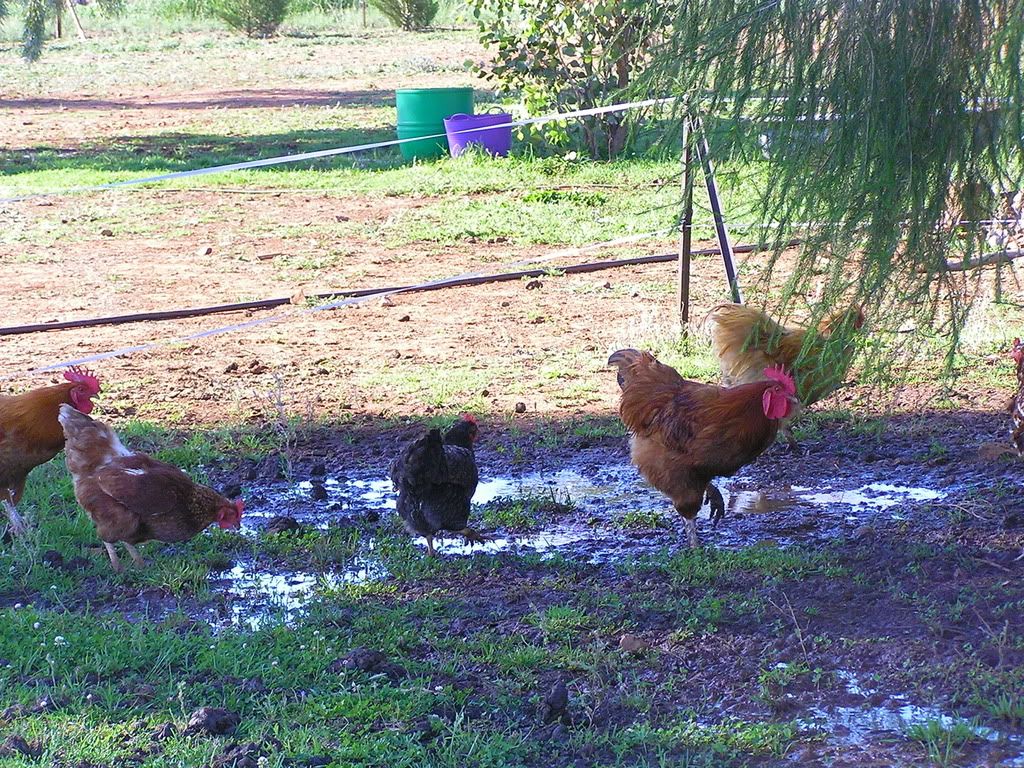 chickens004.jpg