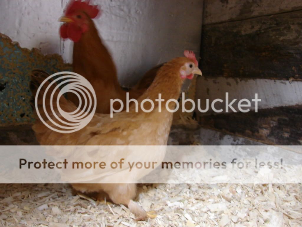 chickens002.jpg