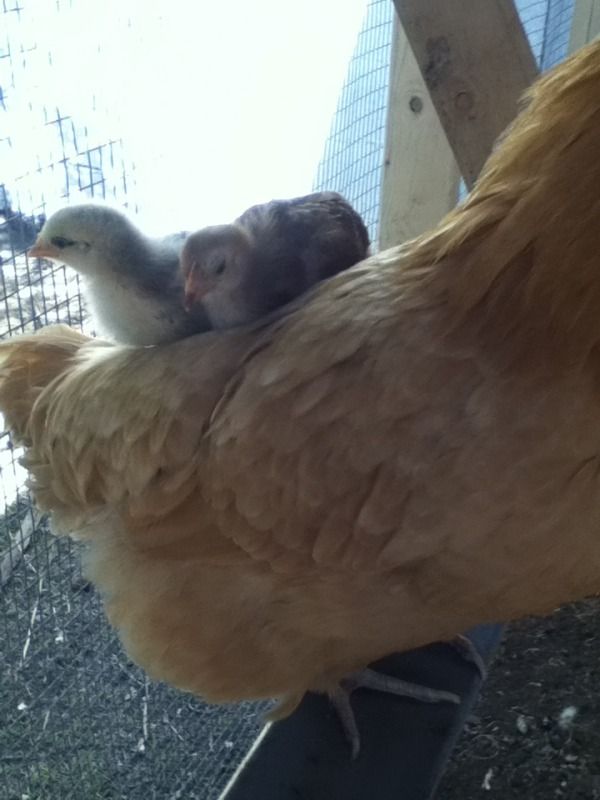 chicks024.jpg