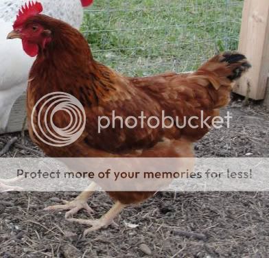 HEN_ROO1-1-1.jpg