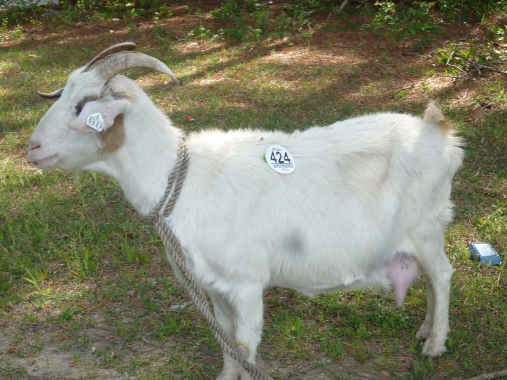 goat004.jpg