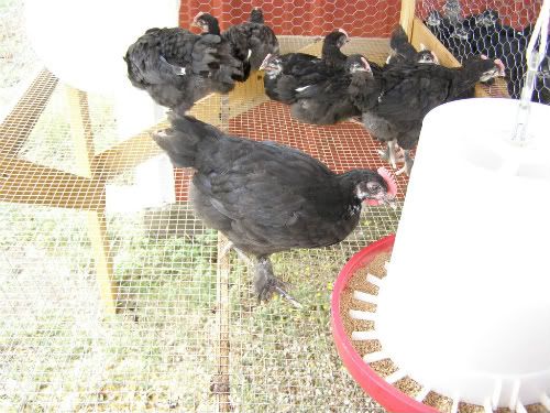 Marans004.jpg