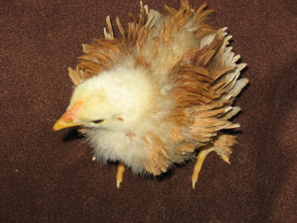 redfrizzle.jpg