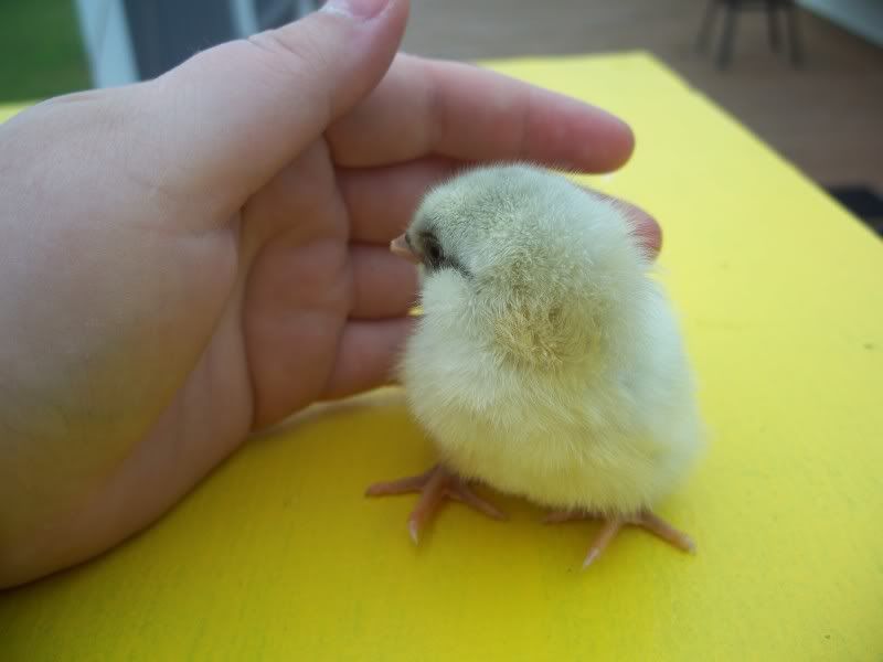 NewTuftedChicks003.jpg
