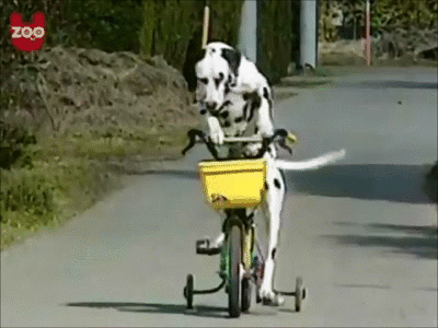 dog-riding-a-bike-gif.gif