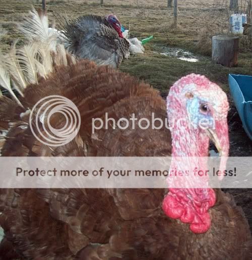 brbsturk.jpg