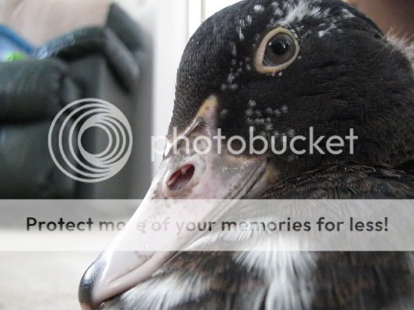 quackmire50.jpg
