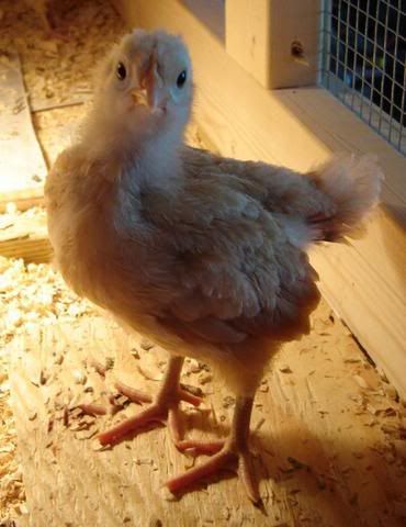 bravechicken.jpg