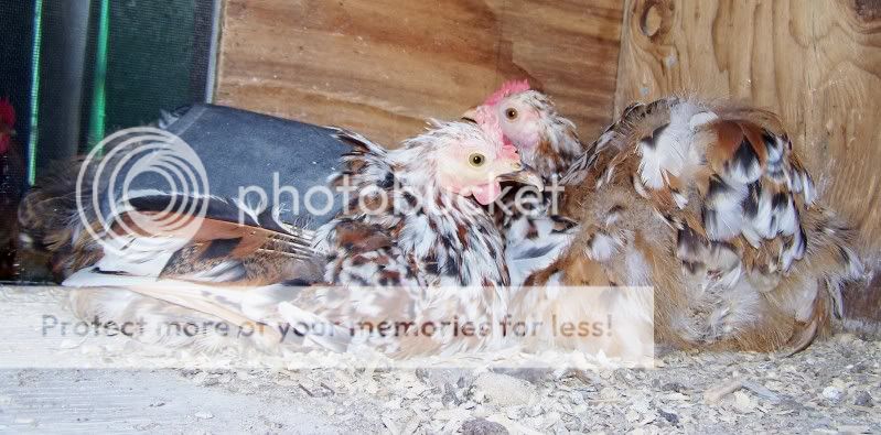 broodyhen6.jpg