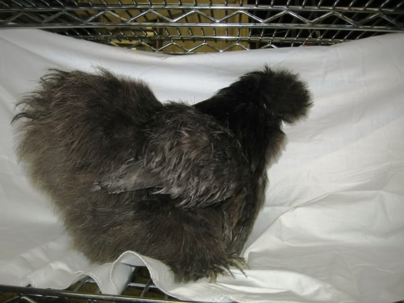 chicksfeb2010001.jpg
