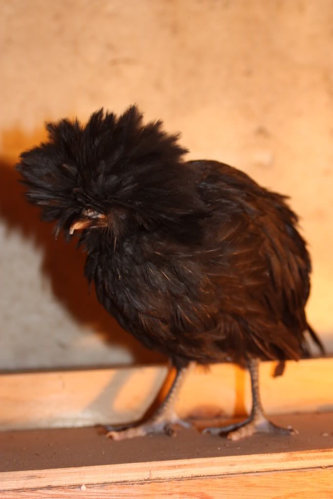 chickens028.jpg