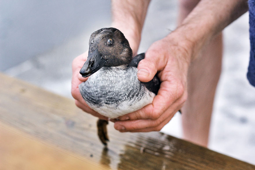 duck-rescue-frozen-lake-norway-8.jpg