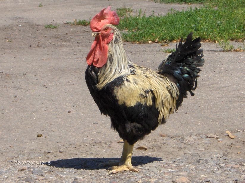 YurlovCrower_Golden1.jpg